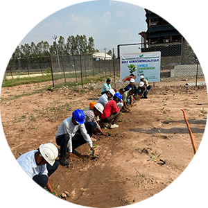 Tree Plantation